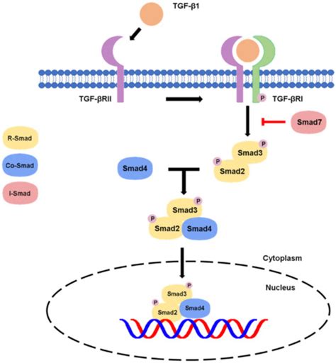 Tgf β Signaling From Tissue Fibrosis To Tumor Microenvironment