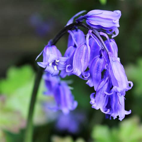 Native English Bluebell Seeds Uk Garden