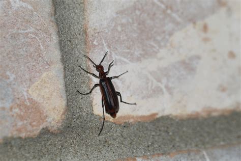 Red Margined Blister Beetle From South Side Corpus Christi Tx Usa On