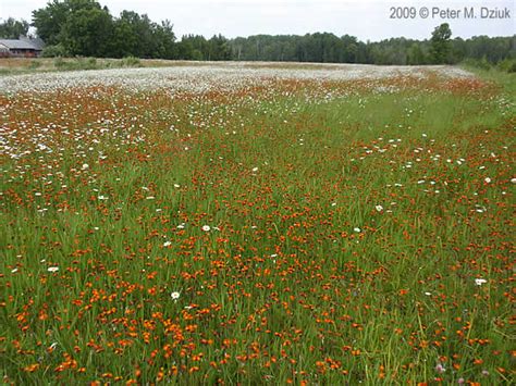 Hieracium Aurantiacum Orange Hawkweed Minnesota Wildflowers