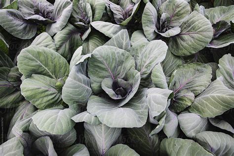 "Cultivation Of Cabbage" by Stocksy Contributor "Michela Ravasio" - Stocksy