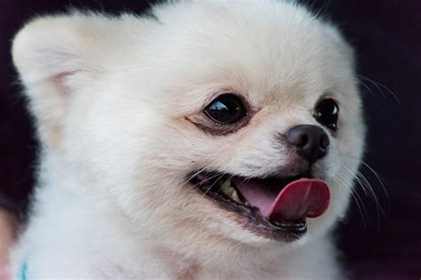 Cómo saber si un Pomerania es puro todopomerania es