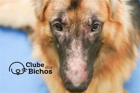 Dermatite Atópica Canina Clube dos Bichos