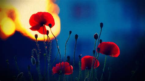 Red And White Pendant Lamp Poppies Depth Of Field Red Flowers