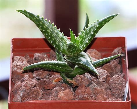 Aloe Dorotheae Hybrid 1a 2014 01 10 Cm Pot The Mother Flickr