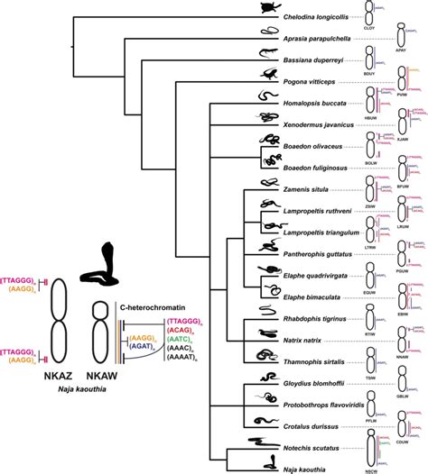 Schematic Representation Of Microsatellite Repeat Motif Amplification Download Scientific