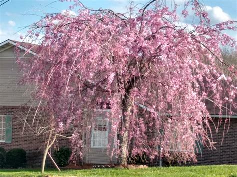 miniature weeping cherry tree 4