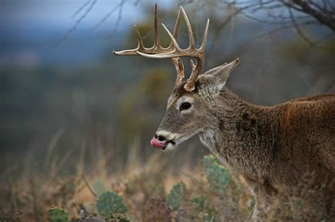 Whitetail Deer Brady Tx Area Post Rut Hill Country Buc Flickr