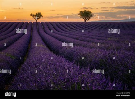 Provence Lavender Field At Sunset Valensole Plateau Provence France