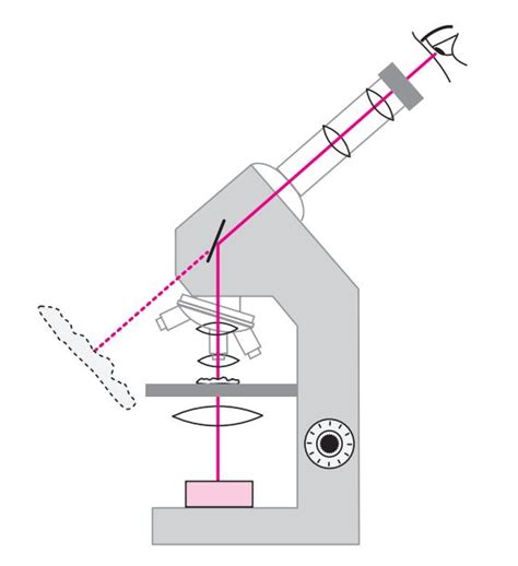 Le Microscope Optique Cours