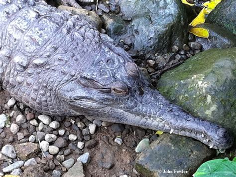 SLENDER-SNOUTED CROCODILES Mecistops sp