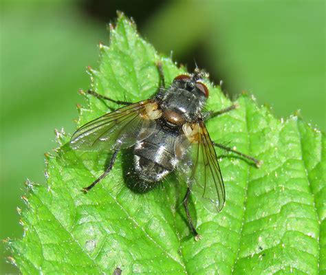 Panzeria Laevigata Male Ryton Wood Warwickshire 2020c Flickr