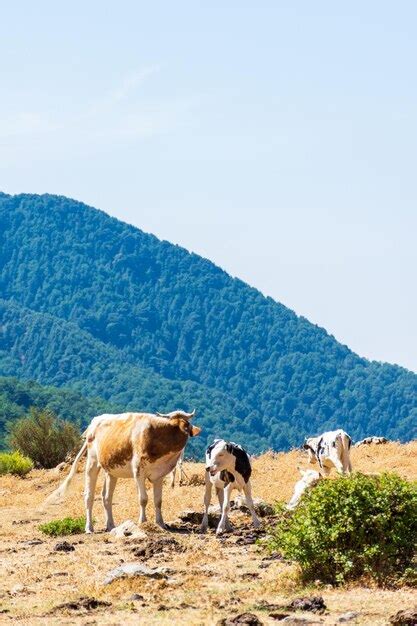 Vista De Un Reba O De Vacas Pastando En Pastos En La Cima De La Monta A