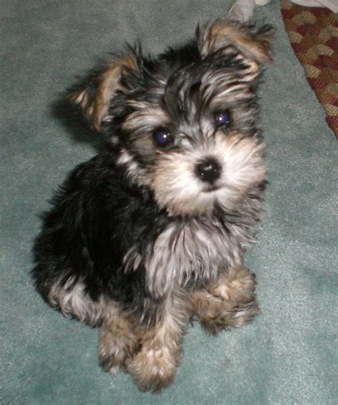 Snorkie (Schnauzer-Yorkie mix) Info, Temperament, Puppies, Pictures