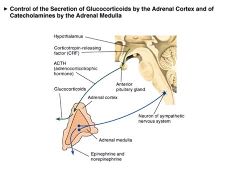 Adrenal Medulla Flashcards Quizlet