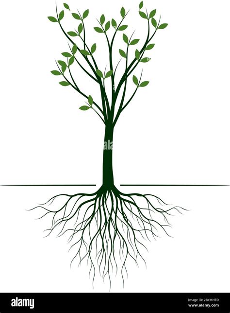 Green Spring Tree With Roots Vector Outline Illustration Plant In