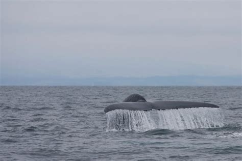 Biggest Whale Ever Recorded American Oceans