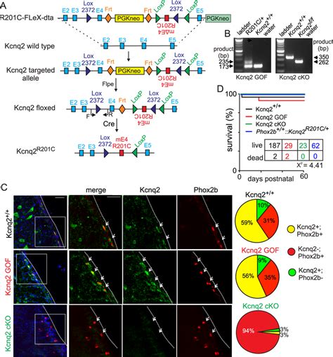 Characterization Of Kcnq2 Cko And Kcnq2 Gof Mouse Models A Schematic Of