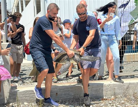 Lucy Injured Sea Turtle Released Back Into Limassol Waters PHOTOS