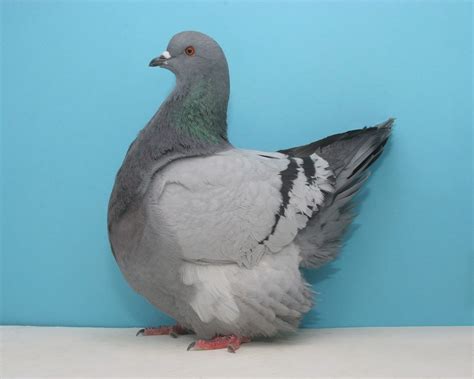 Breeds And Types Of Pigeons From Rollers To Racers Backyard Poultry