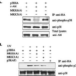 The Kinase Activity And The C Terminal Region Of C Abl Are Required For