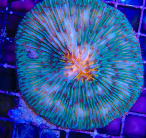 Blue Plate Coral Frag Box Corals