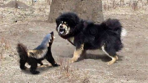 Badger Attacks Dog