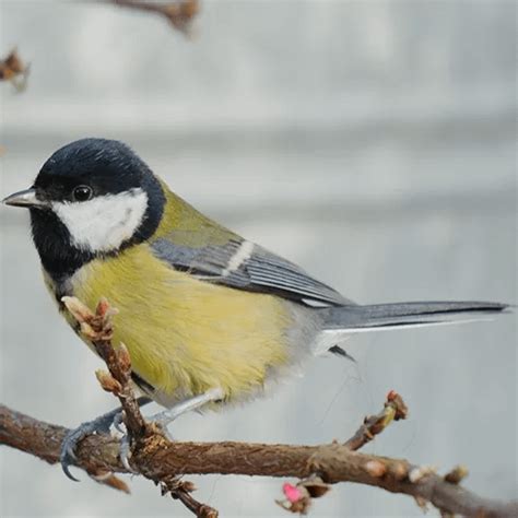 Nestkast Koolmees Kopen Tip D Specialist In Vogelhuisjes