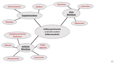 Bau Und Funktion Der Zellorganellen Zellkompartimente Zellbestandteile