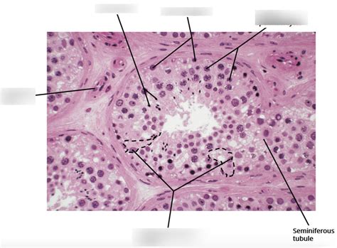 Seminiferous Tubule Histology Diagram Quizlet