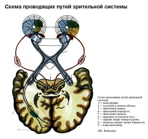 Атлас - нервная система человека строение и нарушения