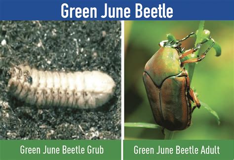 Lawn Grubs: White Grub Identification and Control