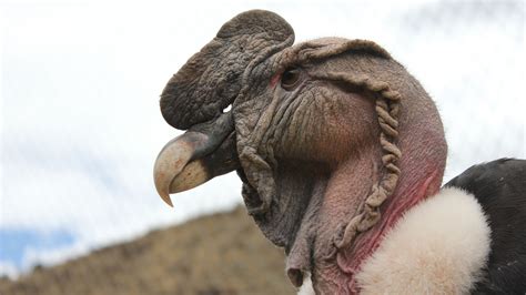 The Giant Andean Condor | Envergure Condor – PPWBP