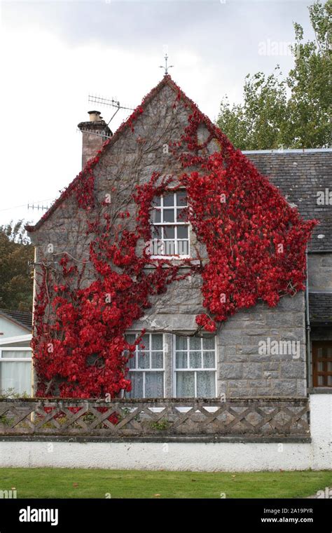 Ivy Grows Over The Wall Hi Res Stock Photography And Images Alamy