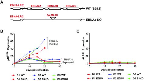 Deletion Of The Ebna3 Locus Results In De Repression Of P18 Ink4c