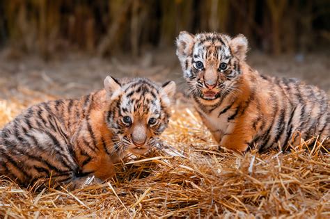 Panthera Tigris Cubs