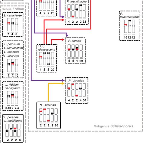 Schematic Representation Of The Putative Evolutionary Lineages For