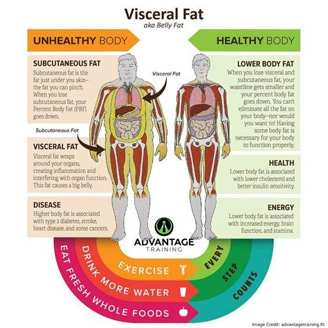 Pin On Full Visceral Fat Articles