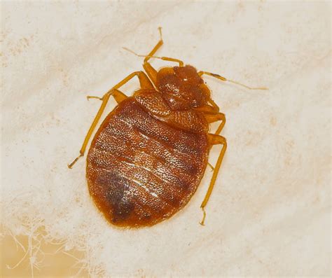 Bed Bugs In Calgary Bed Bug Removal Experts Calgary Pest Control