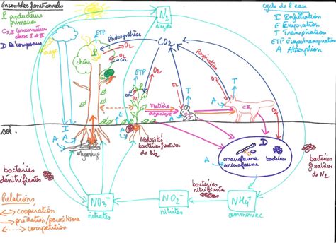 Les Cosyst Mes Des Interactions Entre Les Tres Vivants Et Entre