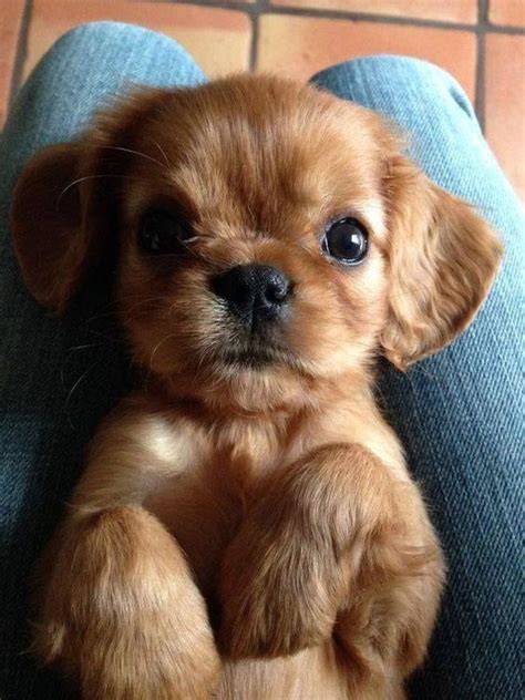 35 Puppies Who Are Far Too Cute For This World - SooPush