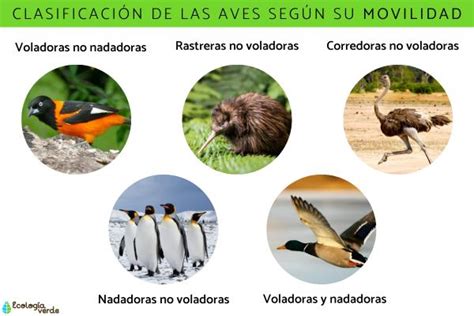 Clasificaci N De Las Aves Resumen