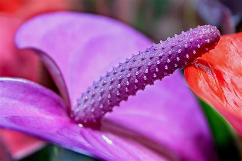 Cómo y cuándo plantar flores de Anthurium mijardin es