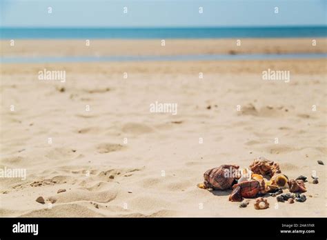 Many Different Seashells Lie On The Golden Sand Of Sea Beach Nature