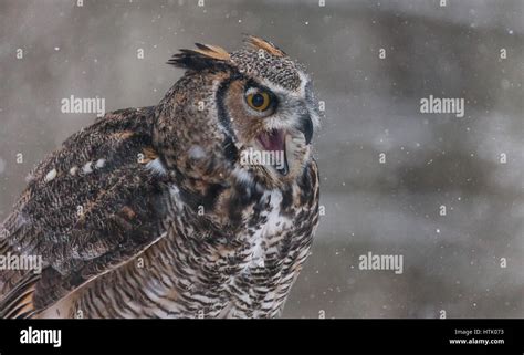 A North American Great Horned Owl Sits On Top Of Tree Trunk With Snow