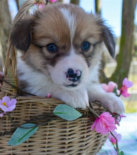 "Louie", Julian's boy from Talyn's... - Moxxi's Legacy Corgis | Facebook