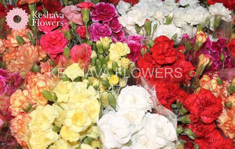 MIXED SPRAY CARNATIONS PER BUNCH Keshava Flowers