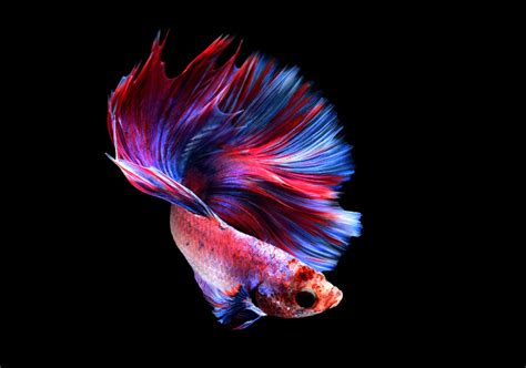 how to make betta fish happy