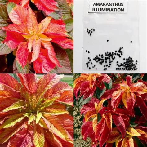 AMARANTHUS ILLUMINATION Seeds Lazada PH