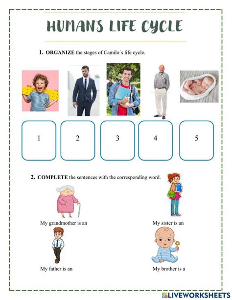 Humans Life Cycle Worksheet Human Life Cycle Life Cycles Human